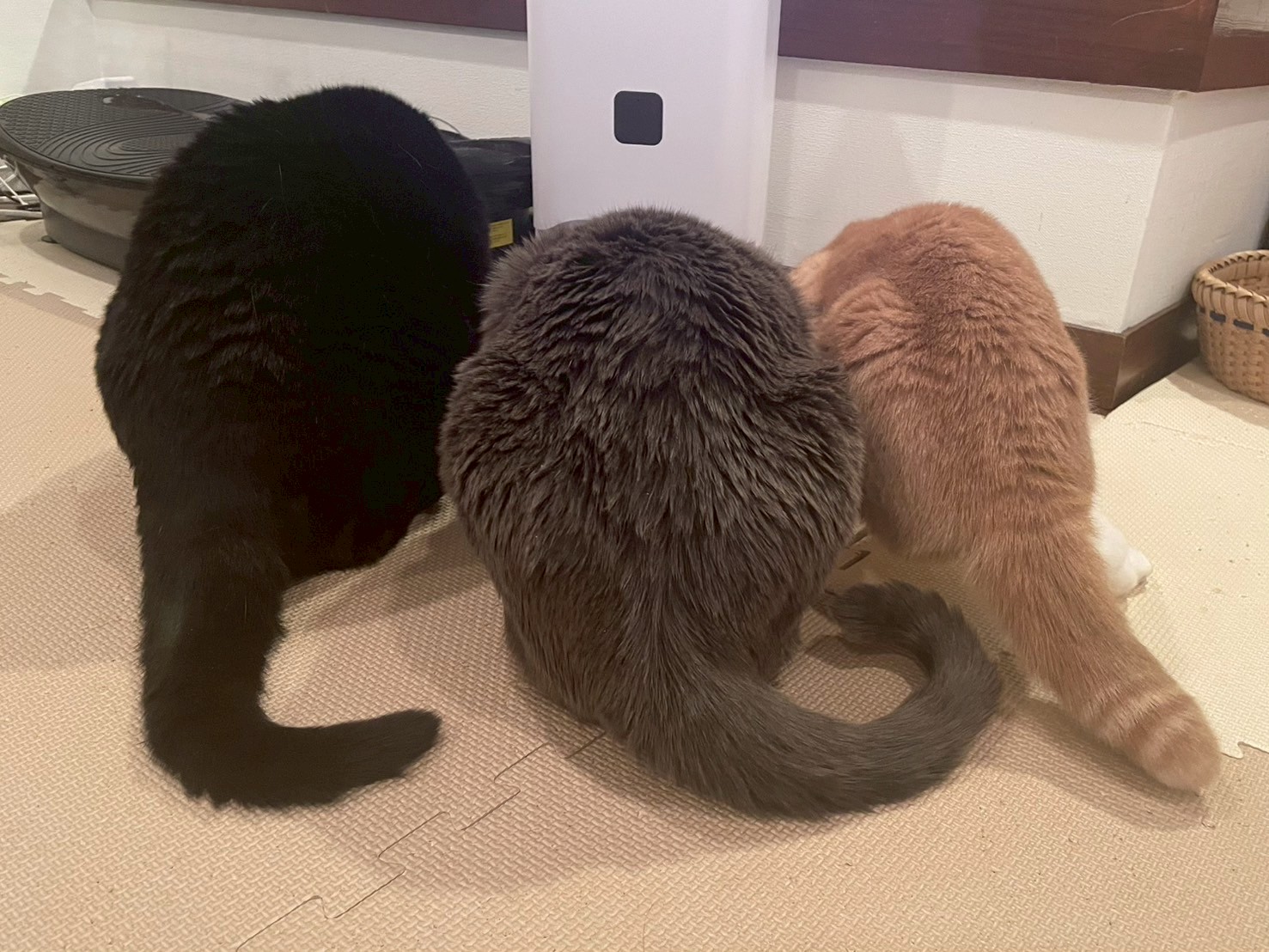我が家のアイドル🐱ポンタ君